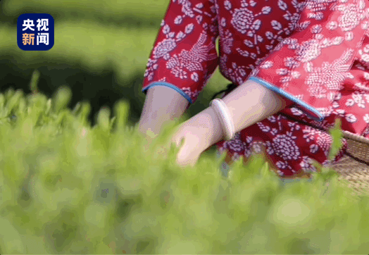 关于央视新闻：原来，这就是春茶中的极品啊的内容