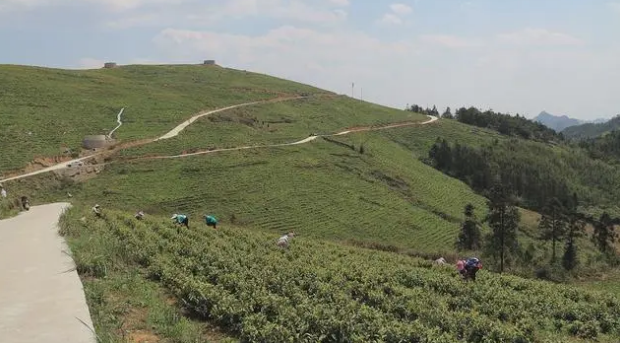 有关于三都：春日茶飘香 茶农采茶忙的信息