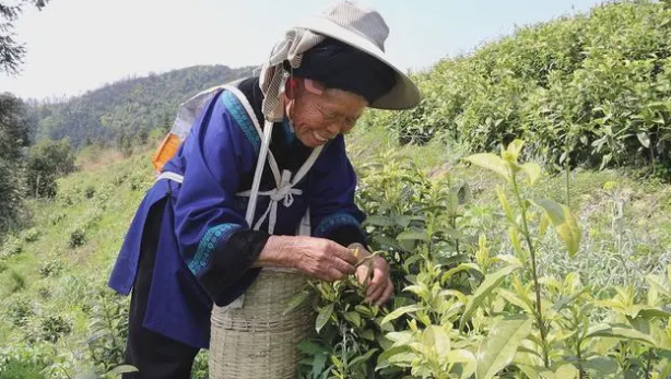 有关于三都：春日茶飘香 茶农采茶忙的信息(2)