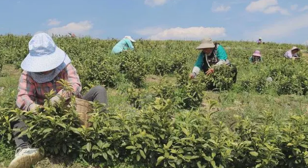 有关于三都：春日茶飘香 茶农采茶忙的信息(1)