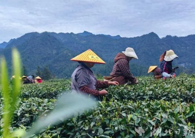 有关于咸丰小村:4万亩春茶飘香 茶农采摘忙的内容