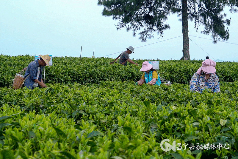 有关于​昌宁红茶产业从“单打独斗”变“抱团发展”的相关信息(2)