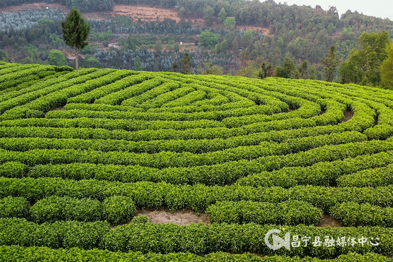 有关于​昌宁红茶产业从“单打独斗”变“抱团发展”的相关信息(1)