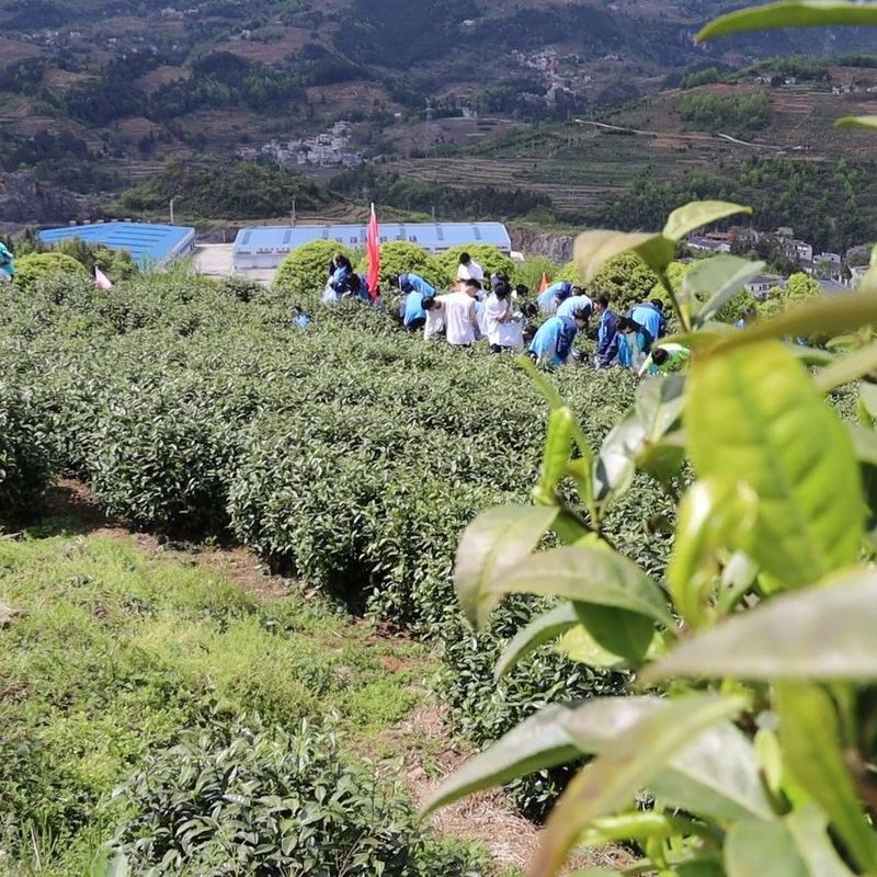 关于正安县踏春研学“趣”采茶的信息(1)