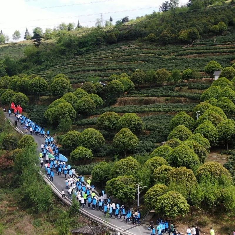 关于正安县踏春研学“趣”采茶的信息