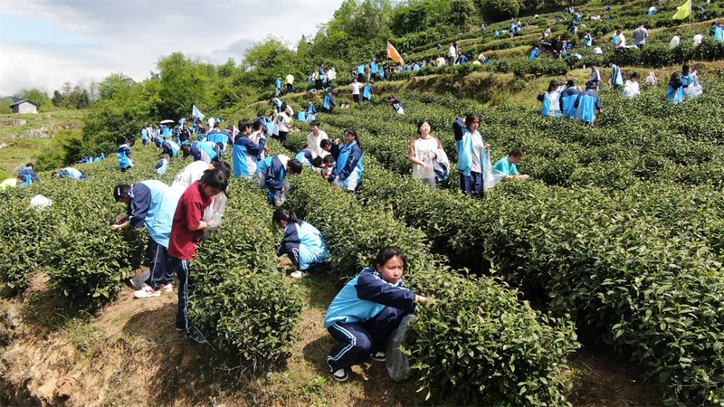 关于正安县踏春研学“趣”采茶的信息(4)