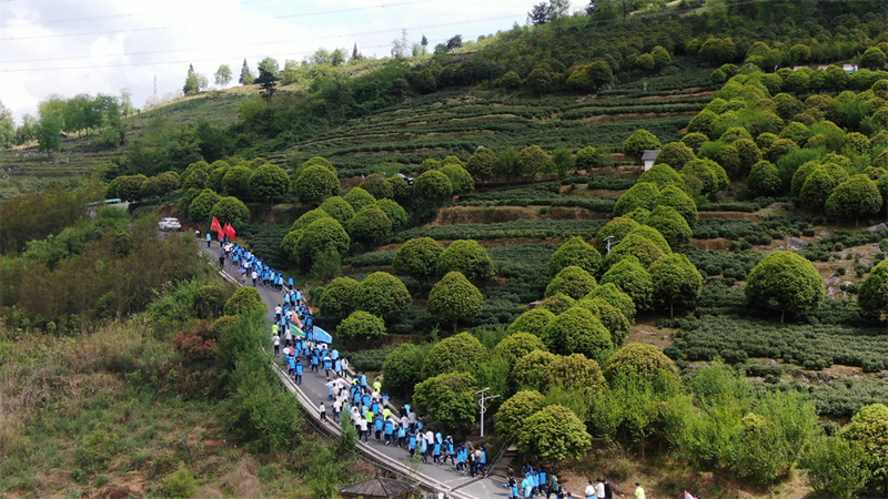 关于正安县踏春研学“趣”采茶的信息(9)