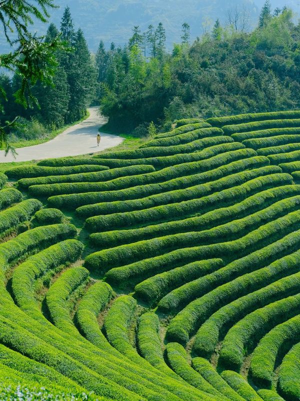 关于这般肆意的春天,来武义呼朋唤友品茶去的内容(16)