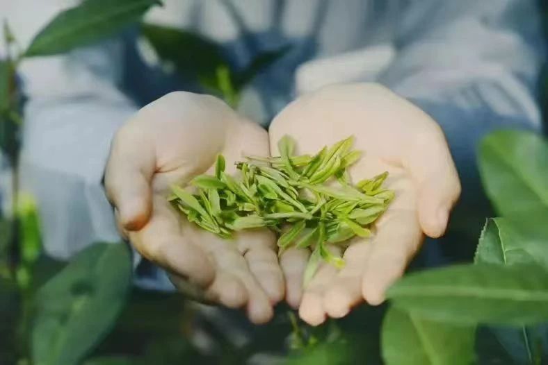 关于这般肆意的春天,来武义呼朋唤友品茶去的内容(15)