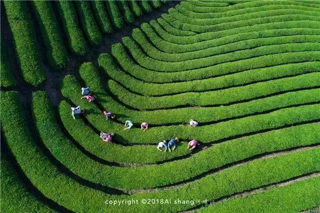关于这般肆意的春天,来武义呼朋唤友品茶去的内容(14)