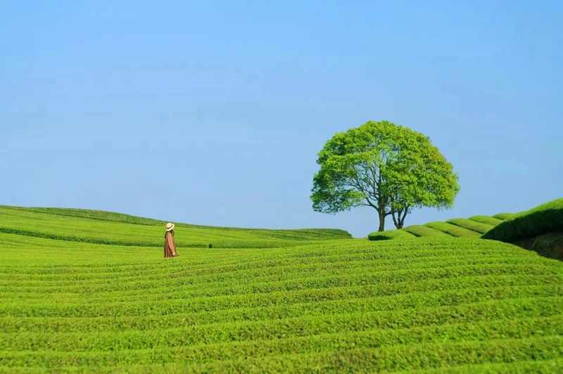 关于这般肆意的春天,来武义呼朋唤友品茶去的内容(1)