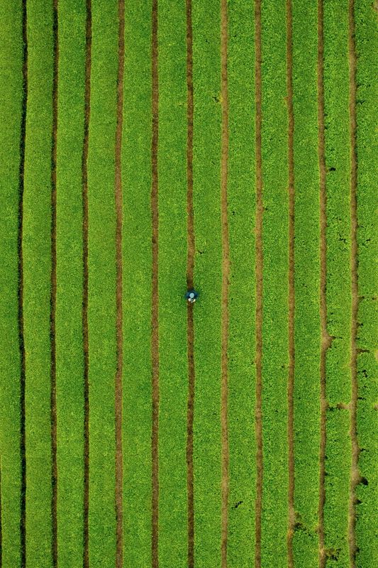 关于这般肆意的春天,来武义呼朋唤友品茶去的内容(8)