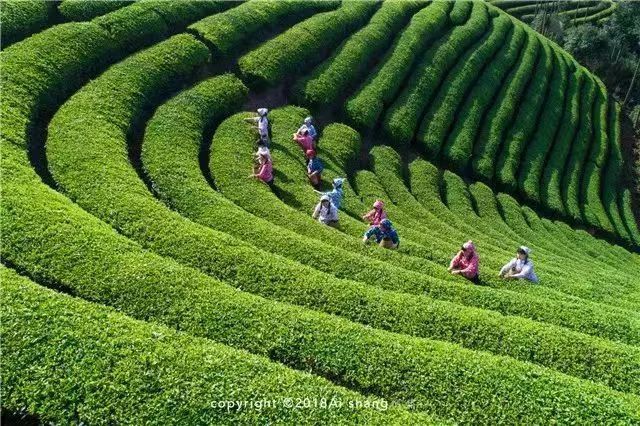 关于这般肆意的春天,来武义呼朋唤友品茶去的内容(13)