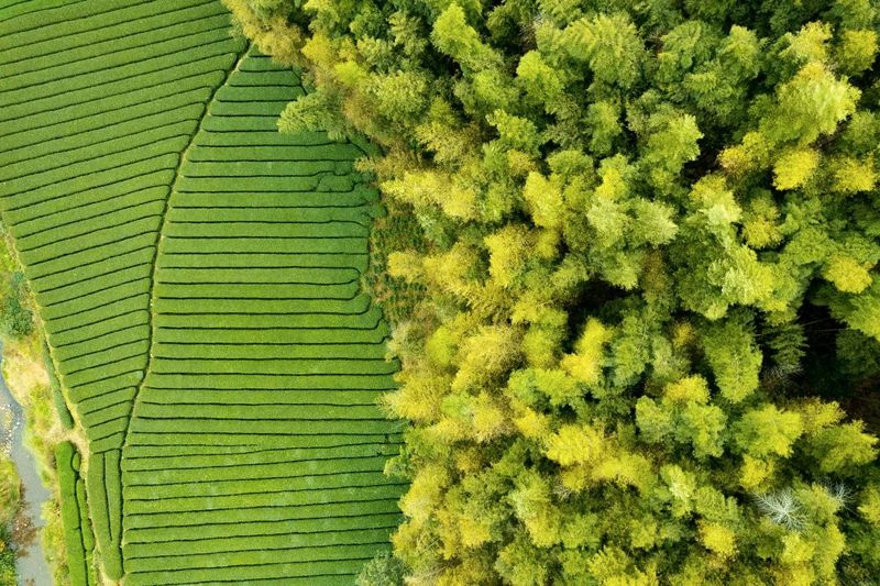 关于这般肆意的春天,来武义呼朋唤友品茶去的内容(6)