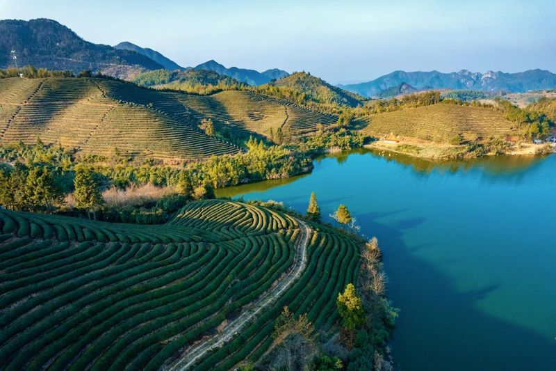 关于这般肆意的春天,来武义呼朋唤友品茶去的内容(24)