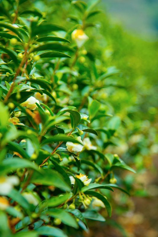 关于这般肆意的春天,来武义呼朋唤友品茶去的内容(12)