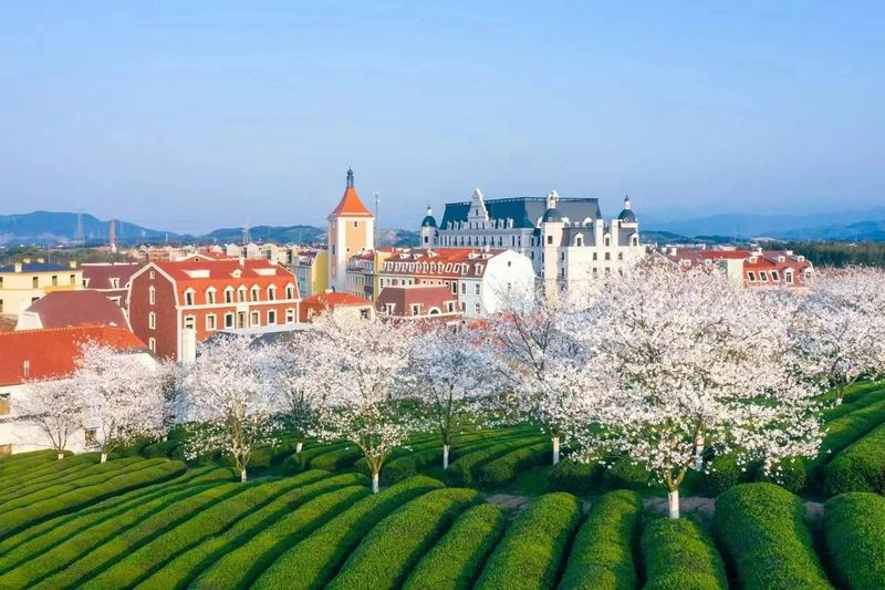 关于这般肆意的春天,来武义呼朋唤友品茶去的内容(5)