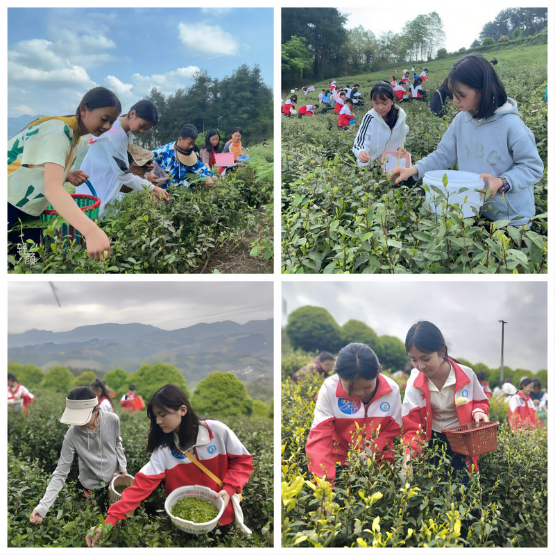 关于正安五小开展采茶劳动实践活动的内容(3)