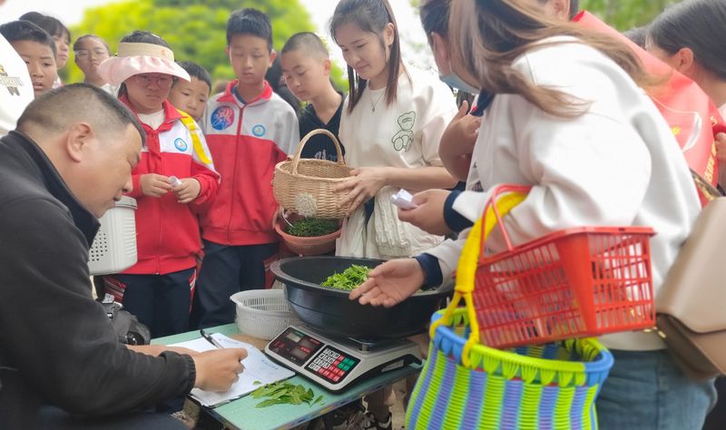 关于正安五小开展采茶劳动实践活动的内容(4)