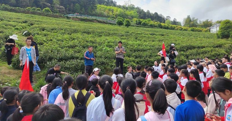 关于正安五小开展采茶劳动实践活动的内容(2)