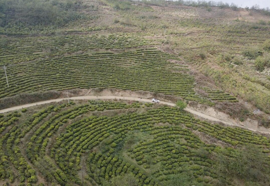 关于小湾镇正义村：搭建村企“连心桥” 谱写茶乡“共富曲”的最新消息