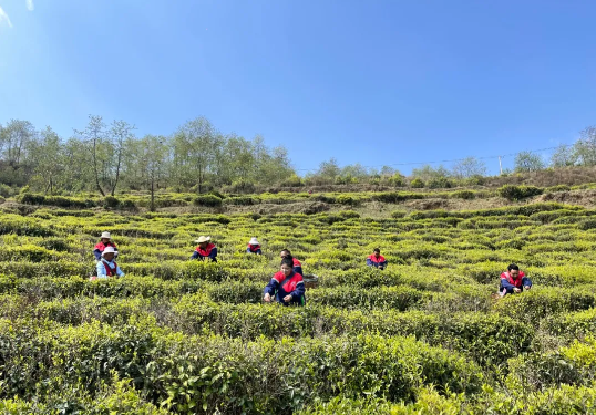 关于小湾镇正义村：搭建村企“连心桥” 谱写茶乡“共富曲”的最新消息(1)