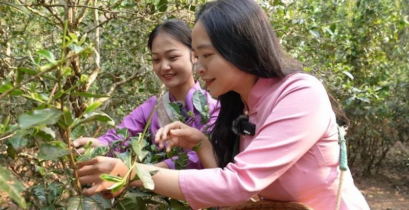关于《人民日报》聚焦申遗成功后景迈山的首个采摘季的相关信息(2)