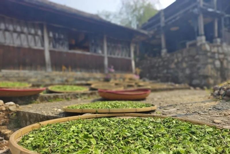 关于《人民日报》聚焦申遗成功后景迈山的首个采摘季的相关信息(1)