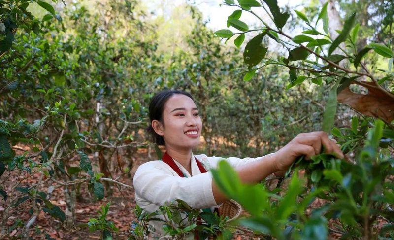 关于《人民日报》聚焦申遗成功后景迈山的首个采摘季的相关信息(4)