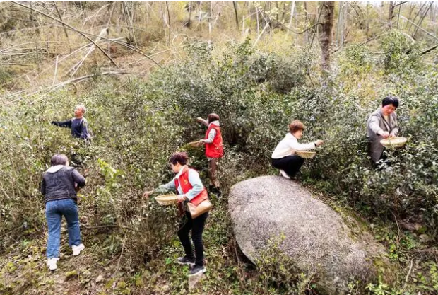 有关于东安：兴茶富民产业旺的最新消息(1)