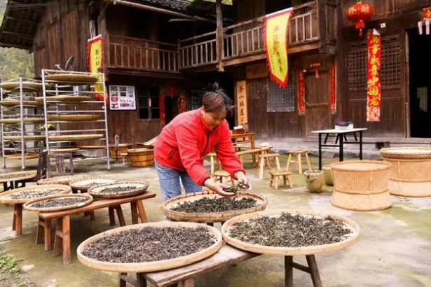 有关于东安：兴茶富民产业旺的最新消息(6)