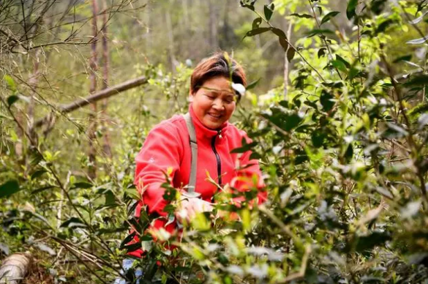 有关于东安：兴茶富民产业旺的最新消息