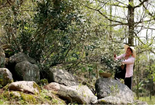 有关于东安：兴茶富民产业旺的最新消息(2)