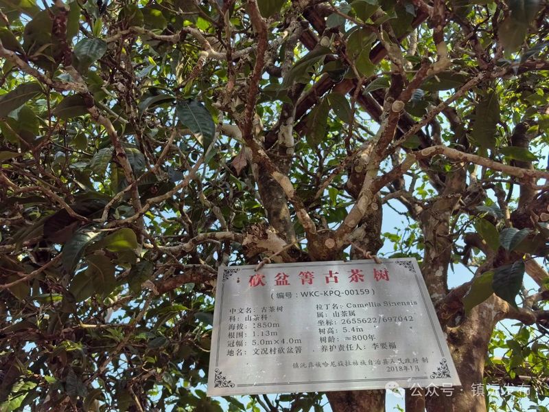 关于人间春意闹 镇沅县砍盆箐采茶忙的相关信息(5)