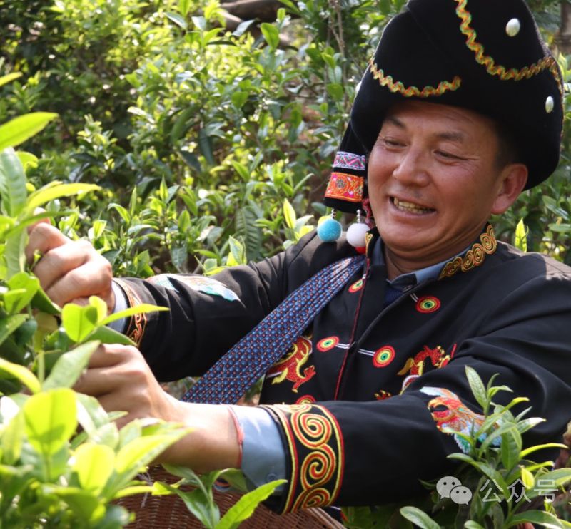 关于人间春意闹 镇沅县砍盆箐采茶忙的相关信息(8)
