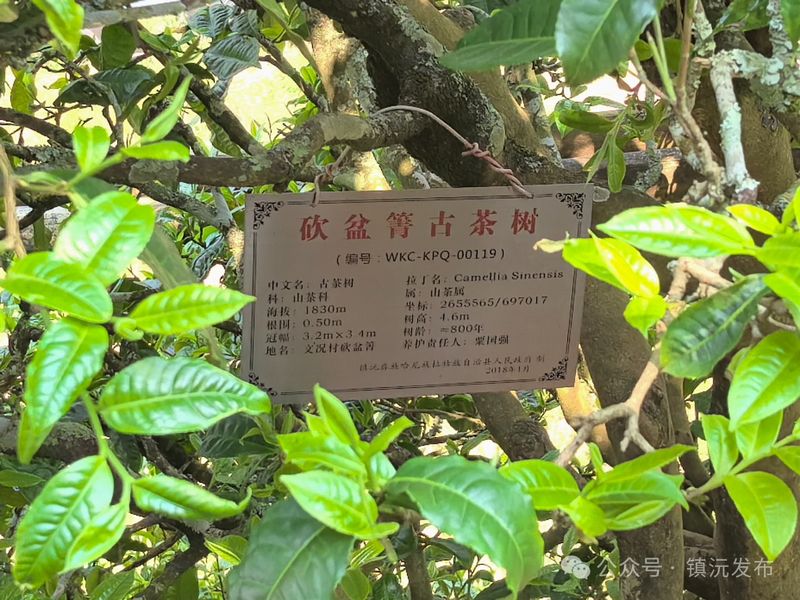 关于人间春意闹 镇沅县砍盆箐采茶忙的相关信息(4)