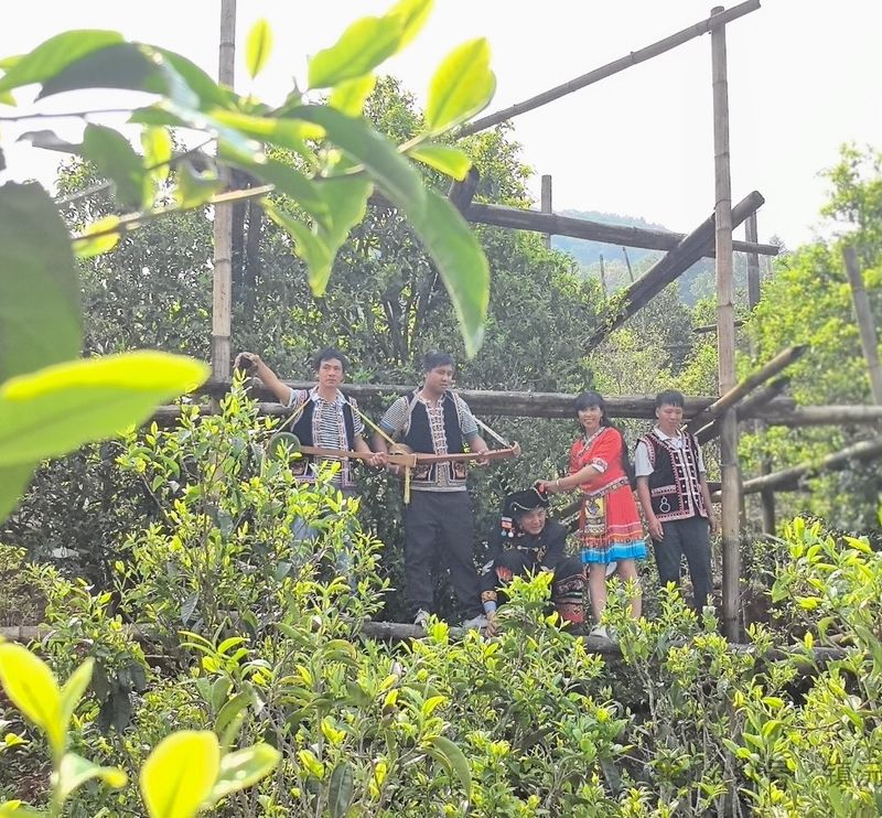 关于人间春意闹 镇沅县砍盆箐采茶忙的相关信息(7)