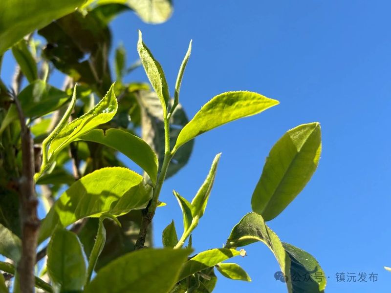 关于人间春意闹 镇沅县砍盆箐采茶忙的相关信息(6)