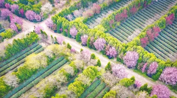 有关于莲县：茶香林翠生态美的相关信息