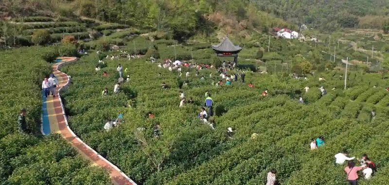 关于岳西县黄尾镇 研学游开辟茶旅融合新路径的最新消息