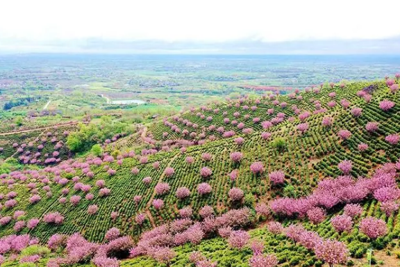 关于安徽巢湖：3万亩春茶采摘正当时的内容