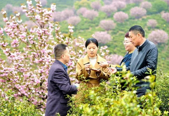 关于安徽巢湖：3万亩春茶采摘正当时的内容(1)