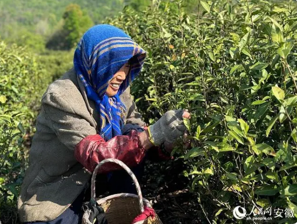 关于安徽巢湖：3万亩春茶采摘正当时的内容(2)