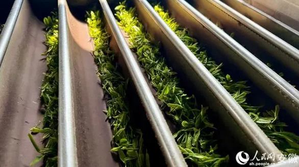 关于安徽巢湖：3万亩春茶采摘正当时的内容(6)