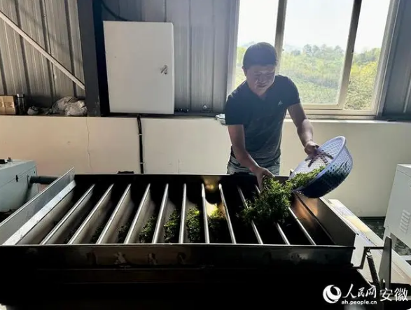 关于安徽巢湖：3万亩春茶采摘正当时的内容(7)