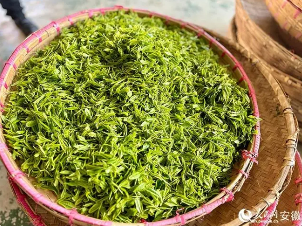 关于安徽巢湖：3万亩春茶采摘正当时的内容(5)
