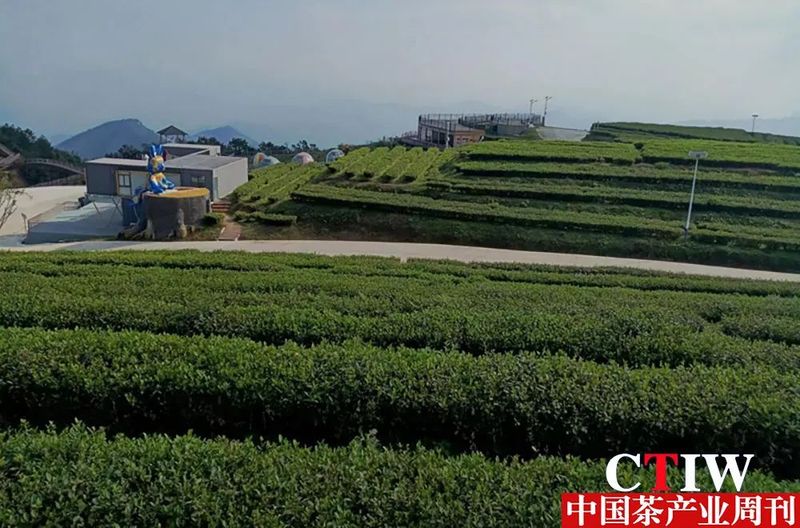 有关于江西崇义茶“链”动大产业的相关内容