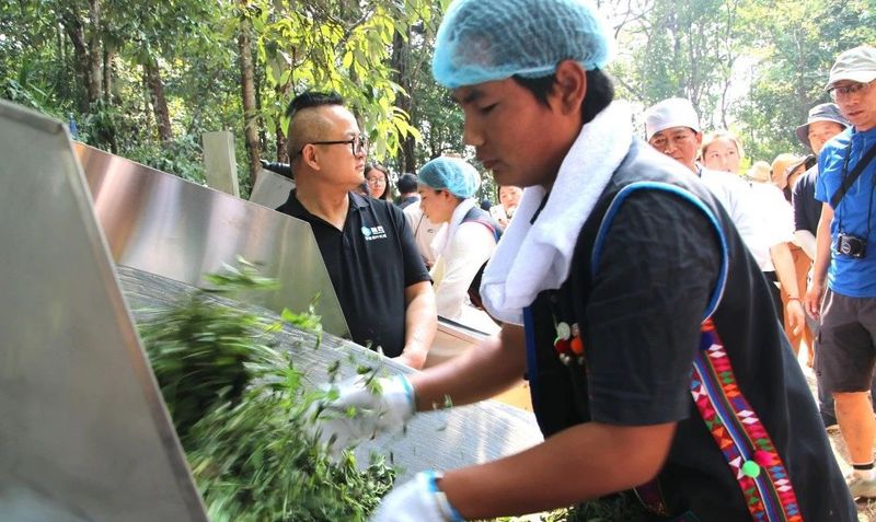 关于春绘勐海 共享茶香，勐海县格朗和乡南糯山古茶山春茶开采节举行的新闻(7)