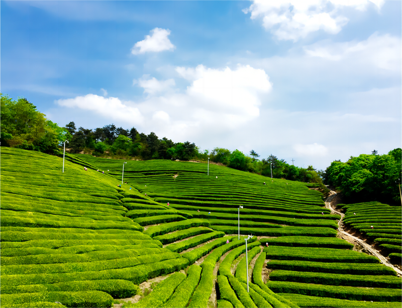 关于茶园生态化 加工科技化 链条数字化的新闻