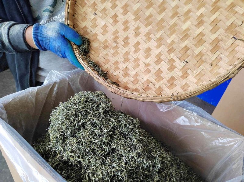 有关于不负好春光！湄潭高原春雪茶叶飘香的新闻(1)